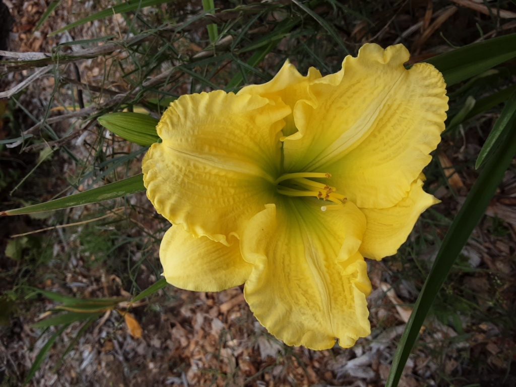 Coowee Fairy Daylily