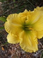Coowee Fairy Daylily