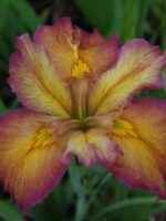 'Desert Jewel' Louisiana Water Iris