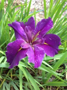 'Far and Away' Louisiana Water Iris