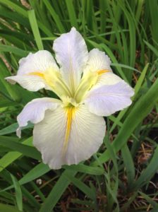 'Hush Money' Louisiana Water Iris