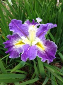 'Imagined Oceans' Louisiana Water Iris
