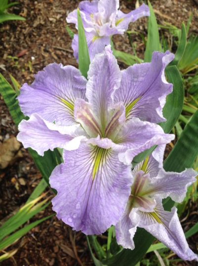 'Malibu Magic' Louisiana Water Iris