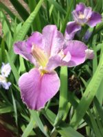 'Mon Cher' Louisiana Water Iris