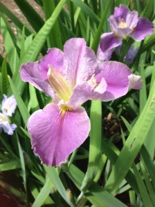 'Mon Cher' Louisiana Water Iris