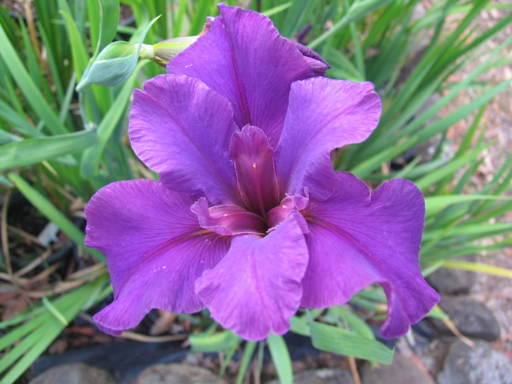 'Plantation Beau' Louisiana Water Iris