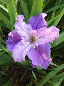 'Seasick Pat' Louisiana Water Iris