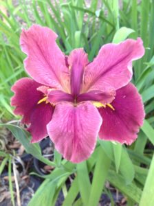 surprise caller louisiana water iris