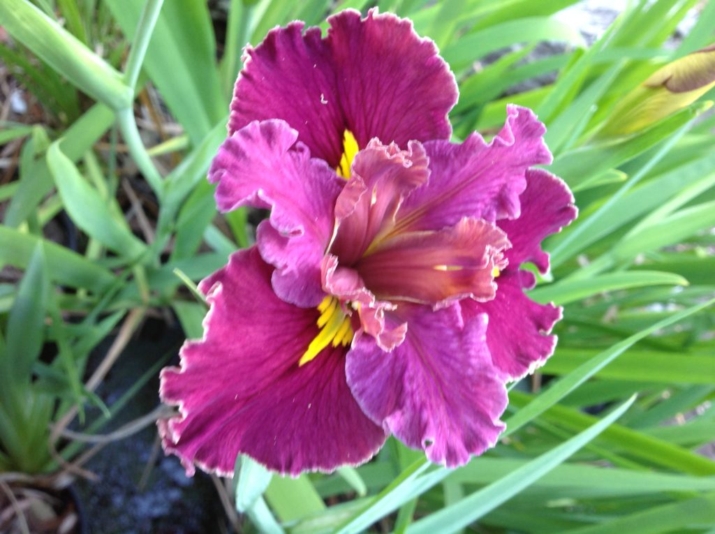 'Tamarillo Tango' Louisiana Water Iris