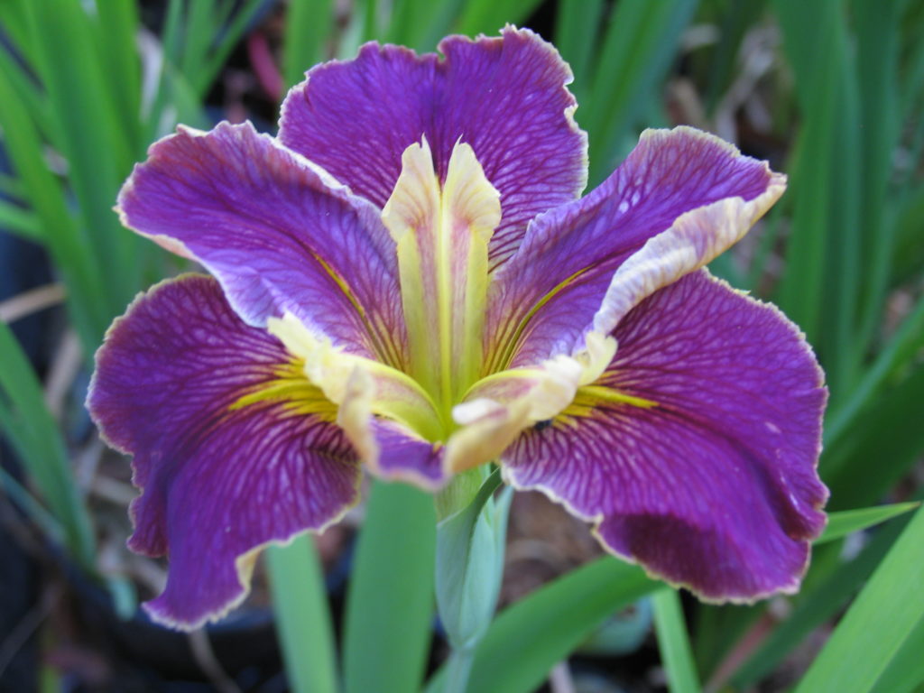 venus vortex louisiana water iris
