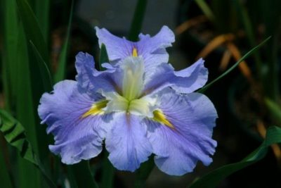 'Blue Mountain Mist' Louisiana Water Iris