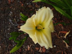 Angels Tears daylily